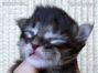 Maine Coon Baby aus Dresden