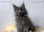 blaues Maine Coon Katzenbaby aus Friedrichswalde