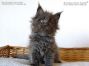 blaues Maine Coon Kätzchen aus Friedrichswalde