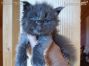 blaues Maine Coon Baby aus Deutschland