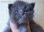 blaues Maine Coon Kitten aus Dresden