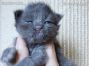 blaues Maine Coon Kitten
