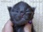 blaues Maine Coon Baby