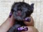 blue male Maine Coon Babie