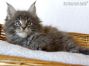 Maine Coon Kätzchen aus Friedrichswalde