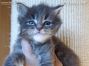 Maine Coon Baby aus Sachsen