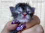 Maine Coon Baby aus Sachsen