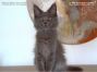 Maine Coon Kätzchen aus Dresden