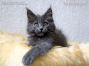 Maine Coon Katzenbaby aus Dresden