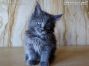 Maine Coon Katzenbaby aus Sachsen