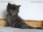 Maine Coon Kitten aus Sachsen