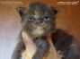 Maine Coon Baby aus Sachsen
