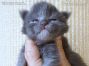 Maine Coon Baby aus Deutschland