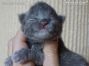 Maine Coon Baby aus Dresden