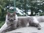 Maine Coon Youngster aus Dresden