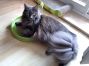 Maine Coon Katze aus Deutschland