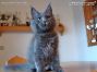 Maine Coon Kätzchen aus Deutschland