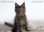 Maine Coon Katzenbaby aus Deutschland