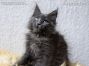 Maine Coon Katzenbaby aus Dresden