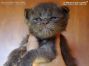 Maine Coon Baby aus Sachsen