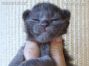 Maine Coon Baby aus Deutschland