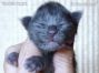 Maine Coon Baby aus Dresden