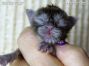 Maine Coon Baby aus Sachsen