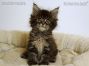 Maine Coon Babie aus Sachsen