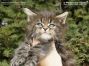 Maine Coon Kätzchen aus Sachsen