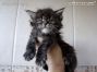 Maine Coon Kitten aus Sachsen