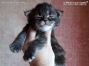 Maine Coon Baby aus Dresden
