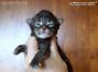 Maine Coon Baby aus Sachsen