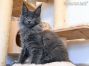 Maine Coon Kätzchen aus Golenz