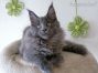 Maine Coon Kätzchen aus Golenz