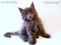 Maine Coon Kätzchen aus Golenz