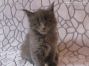 Maine Coon Kitten aus Golenz
