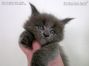 Maine Coon Kitten aus Sachsen