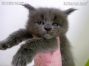 Maine Coon Baby aus Sachsen