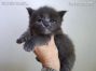 Maine Coon Baby aus Dresden