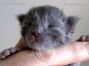 Maine Coon Baby aus Sachsen