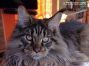 Maine Coon Kater aus Golenz - Vielen Dank für das Foto.