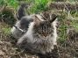 Maine Coon Youngster aus Golenz - Vielen Dank für das Foto.