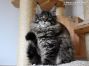 Maine Coon Kätzchen aus Golenz