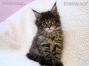 Maine Coon Kätzchen aus Golenz