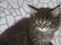 Maine Coon Kitten aus Golenz