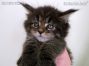 Maine Coon Kitten aus Sachsen