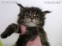 Maine Coon Baby aus Sachsen