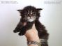 Maine Coon Baby aus Bautzen
