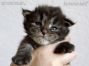 Maine Coon Baby aus Deutschland