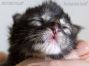 Maine Coon Baby aus Sachsen